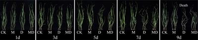 Exogenous melatonin ameliorates drought stress in Agropyron mongolicum by regulating flavonoid biosynthesis and carbohydrate metabolism